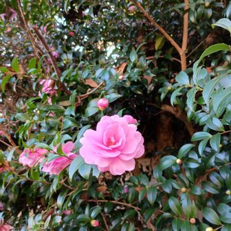 鮮やかピンクのサザンカ🌺ｶﾅ!?