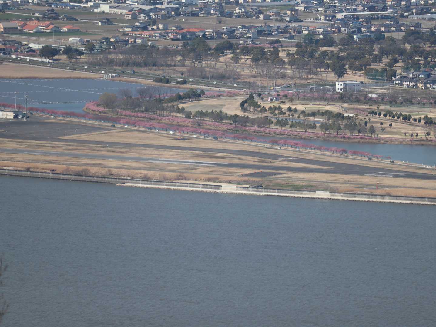 岡南空港付近の醍醐桜
満開！
