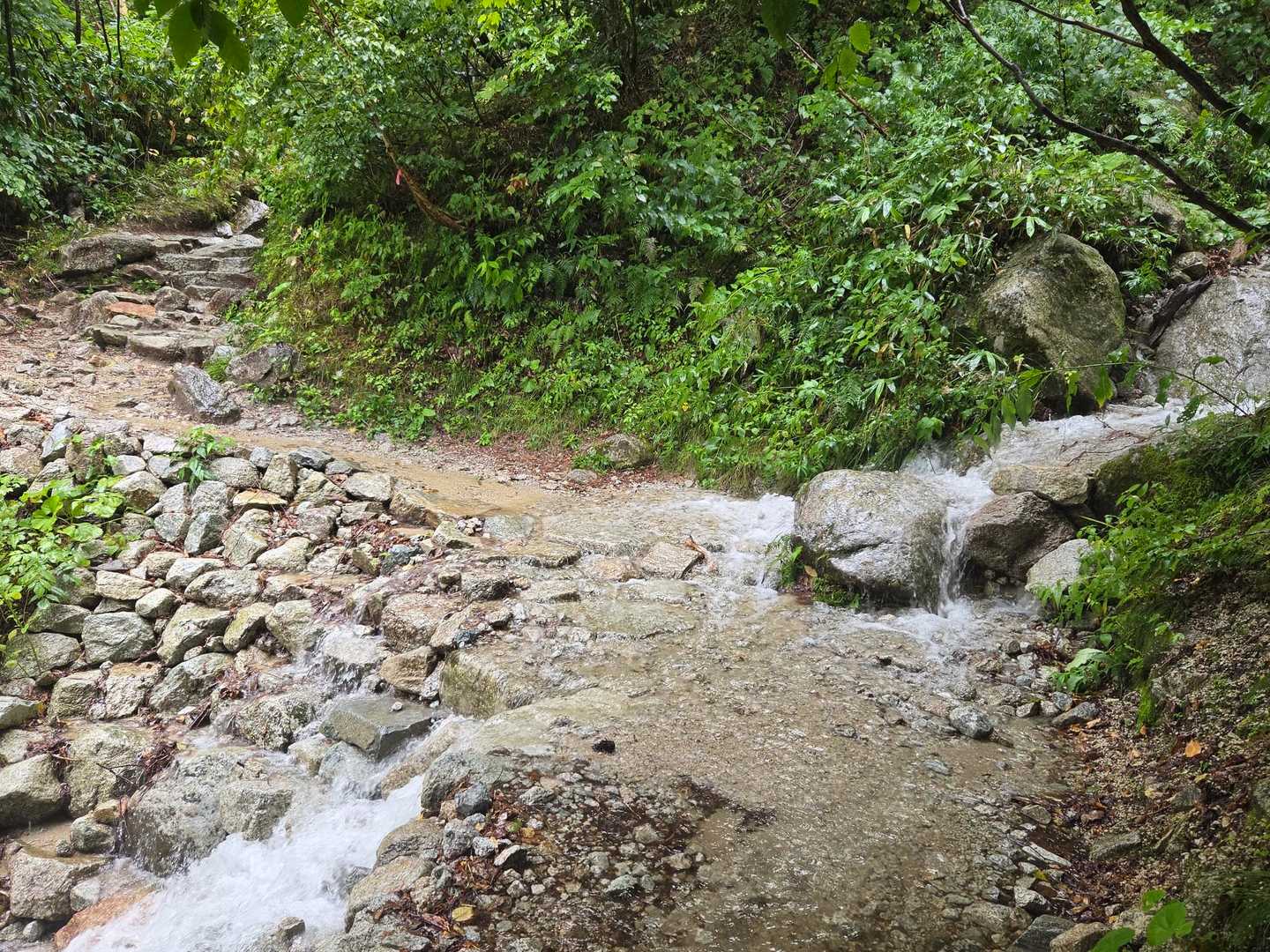 所々の沢筋から水が登山道に流れ出ているので、渡渉します。ここは楽勝です👌すれ違った人から「この先も渡渉続きますから気をつけて下さいね」って。足元の濡れ具合をみるとだいぶ⚠️な感じが分かります