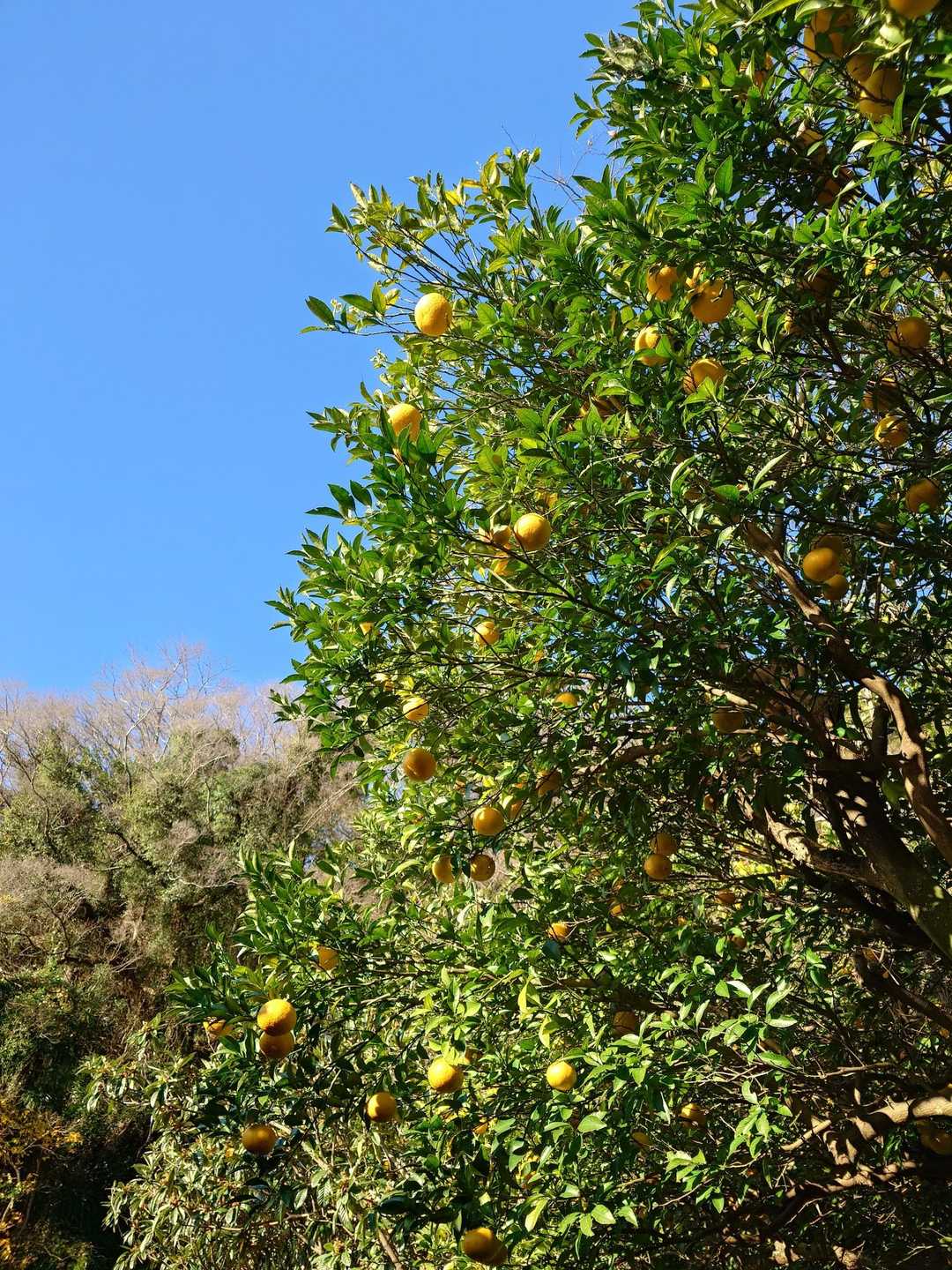 夏みかん🍊かな～🤔？
もぎ取るのは窃盗です😳！