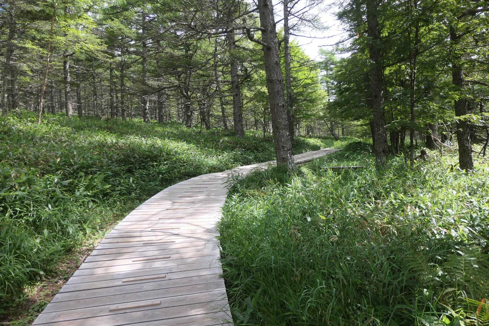 木道を登ります。