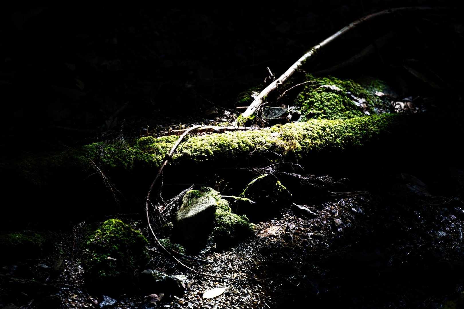 苔に陽が差し良い感じに光ってたので切り撮りましたが・・・見たままを伝える切り撮りって難しいと、思い知らされるの画
