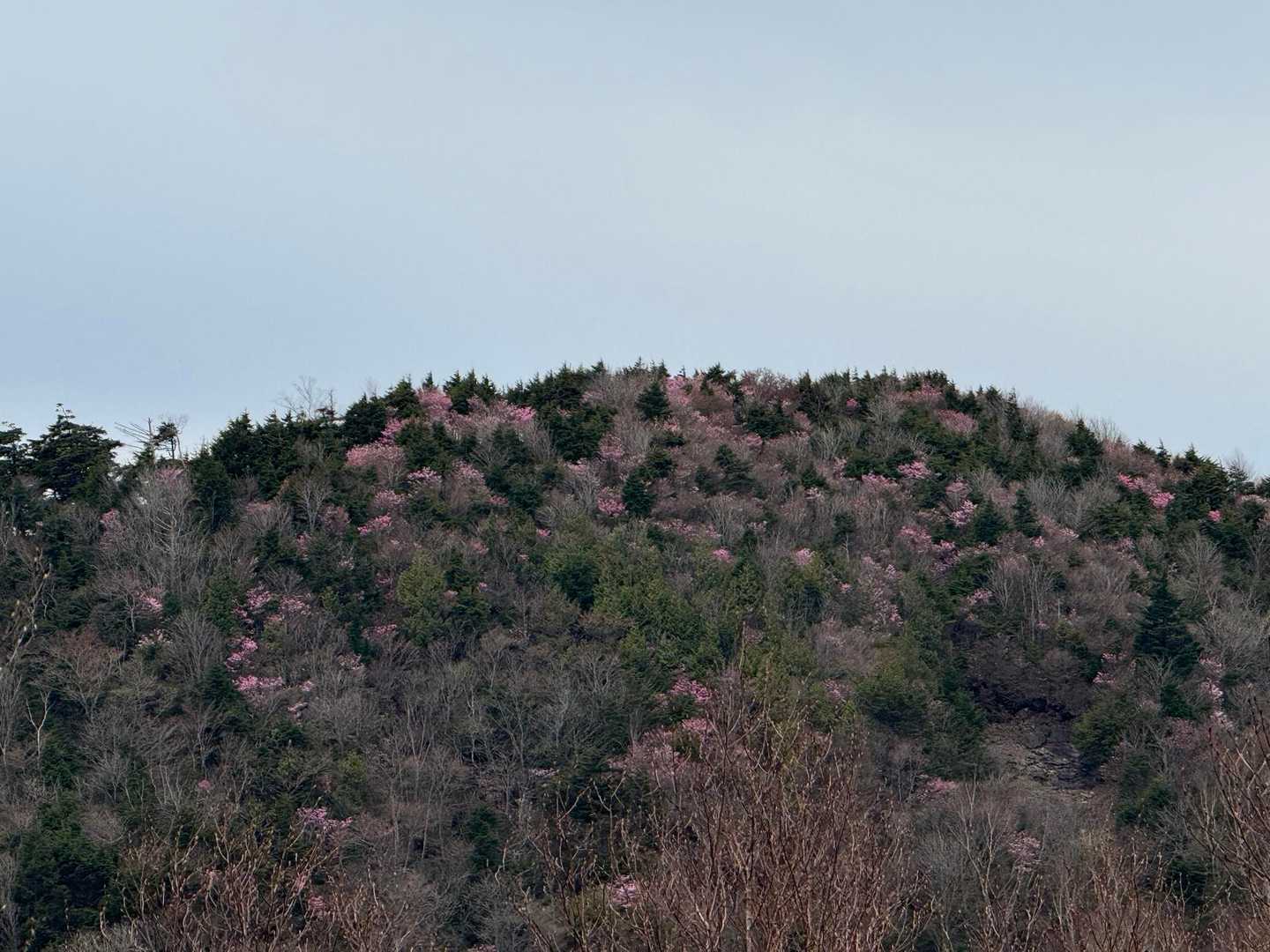 ピンクのお山🩷