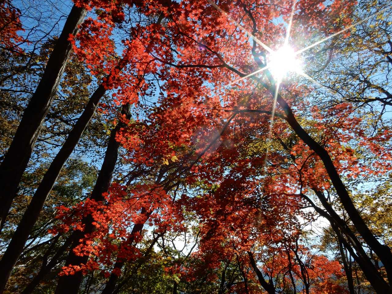 石尊山・高田山登山道入口-高田山 往復コースの写真