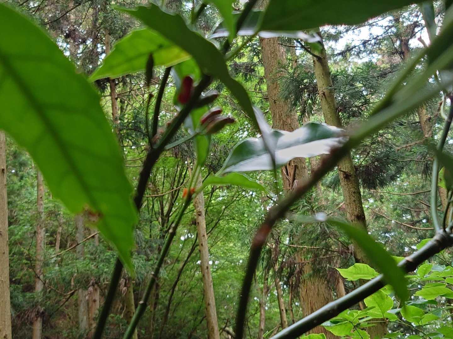 葛城山 往復コースの写真