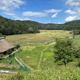 湿地全景。湿生植物の観察は田んぼエリアだけで十分だと思います。他の部分は一面のヨシ原で、他の植物は殆ど生えていないような印象でした。