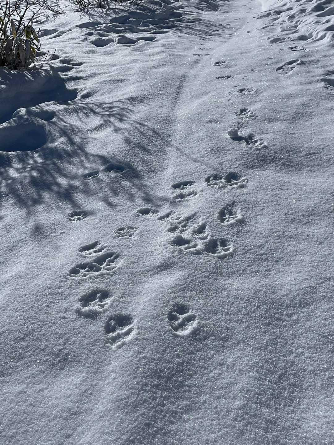 入笠山 周回コースの写真