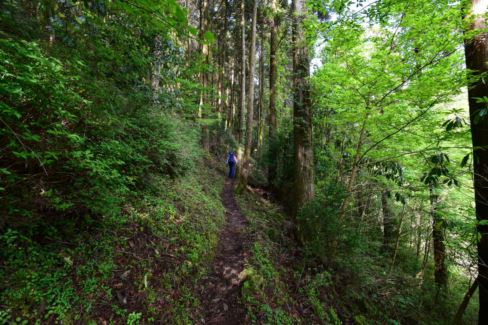いきなり本格的な登山道です。