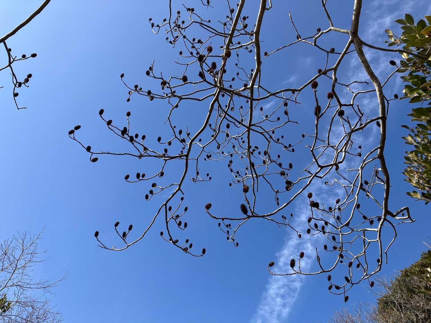 なんかの実と青空💙