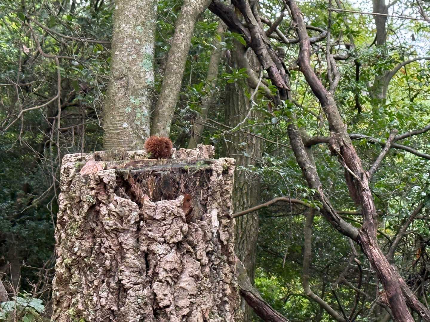                                      あら、
                   あんなところにポツン！と🌰
