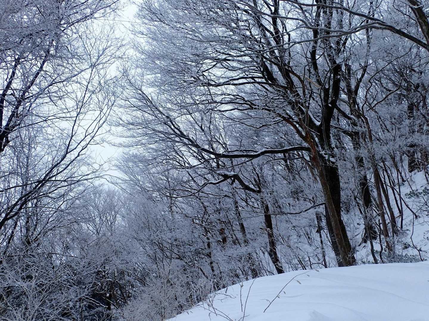 香川の山で霧氷が見れるなんて🤩