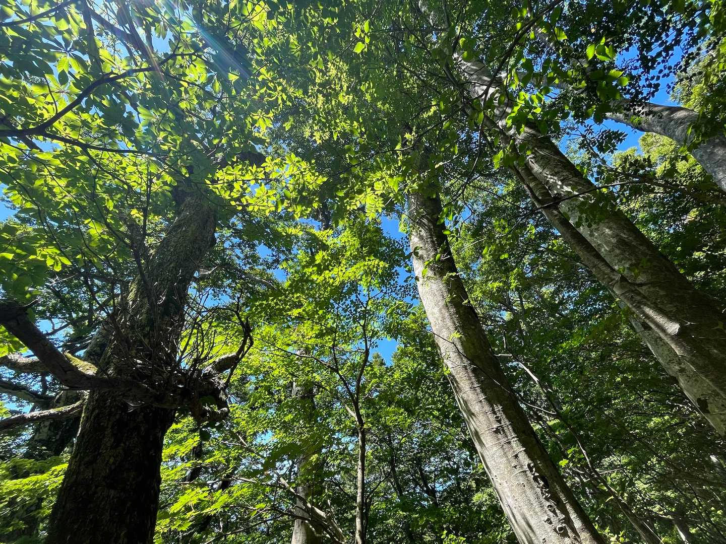 わあ〜お花もいいけどり見上げれば緑の木々も美しい〜🍃