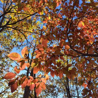 左門岳 ネジキです。薄くピンクかかっていて、透明感もあってなかなかです。