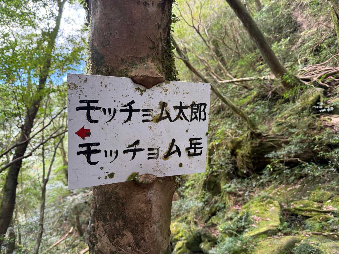 万代杉-モッチョム太郎-モッチョム岳 往復コースの写真