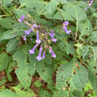アキチョウジ今の時期の花みたい