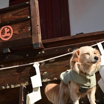 なつごんの写真を撮り