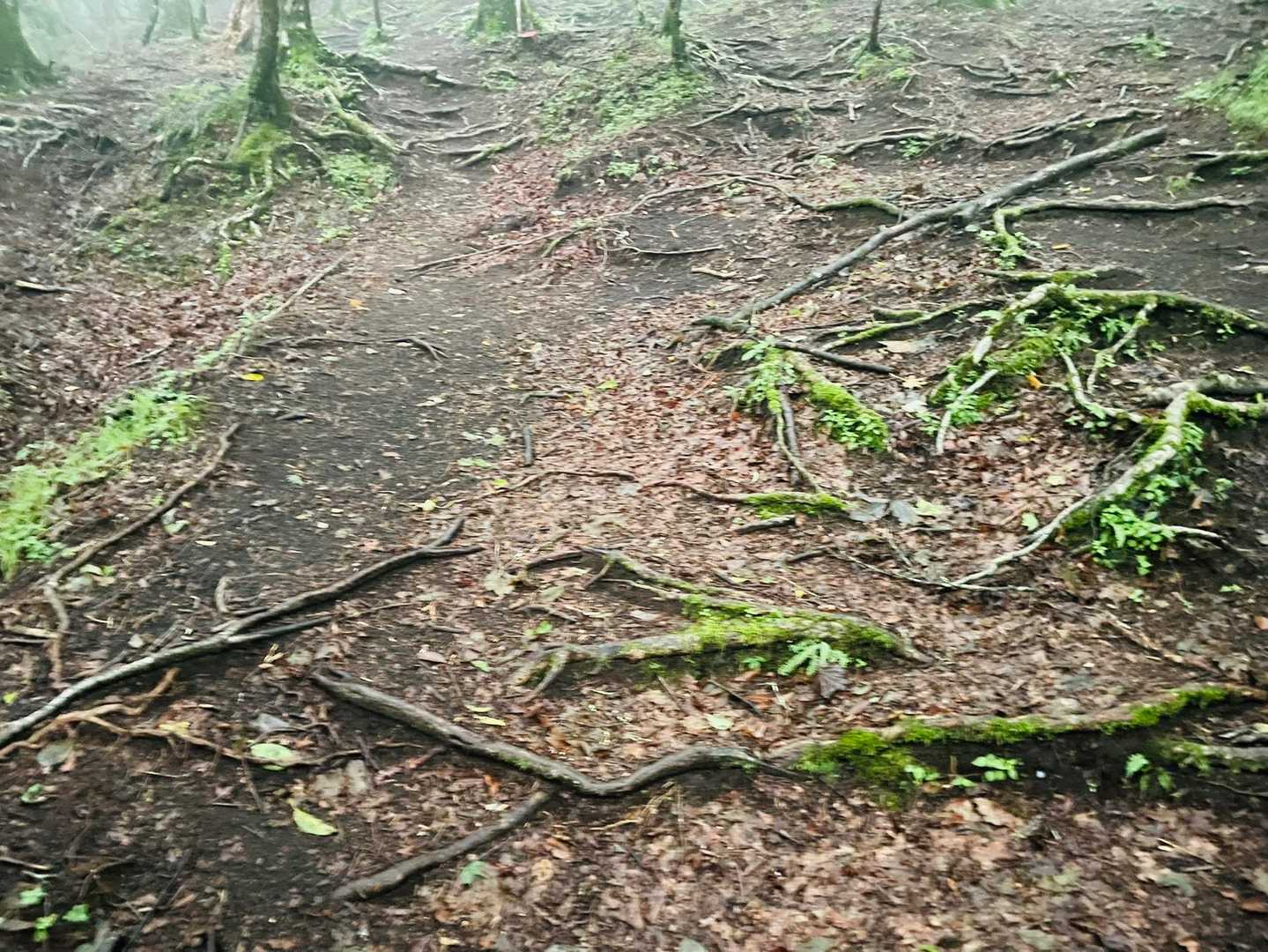春にも来ているので登りはここだけ☝️