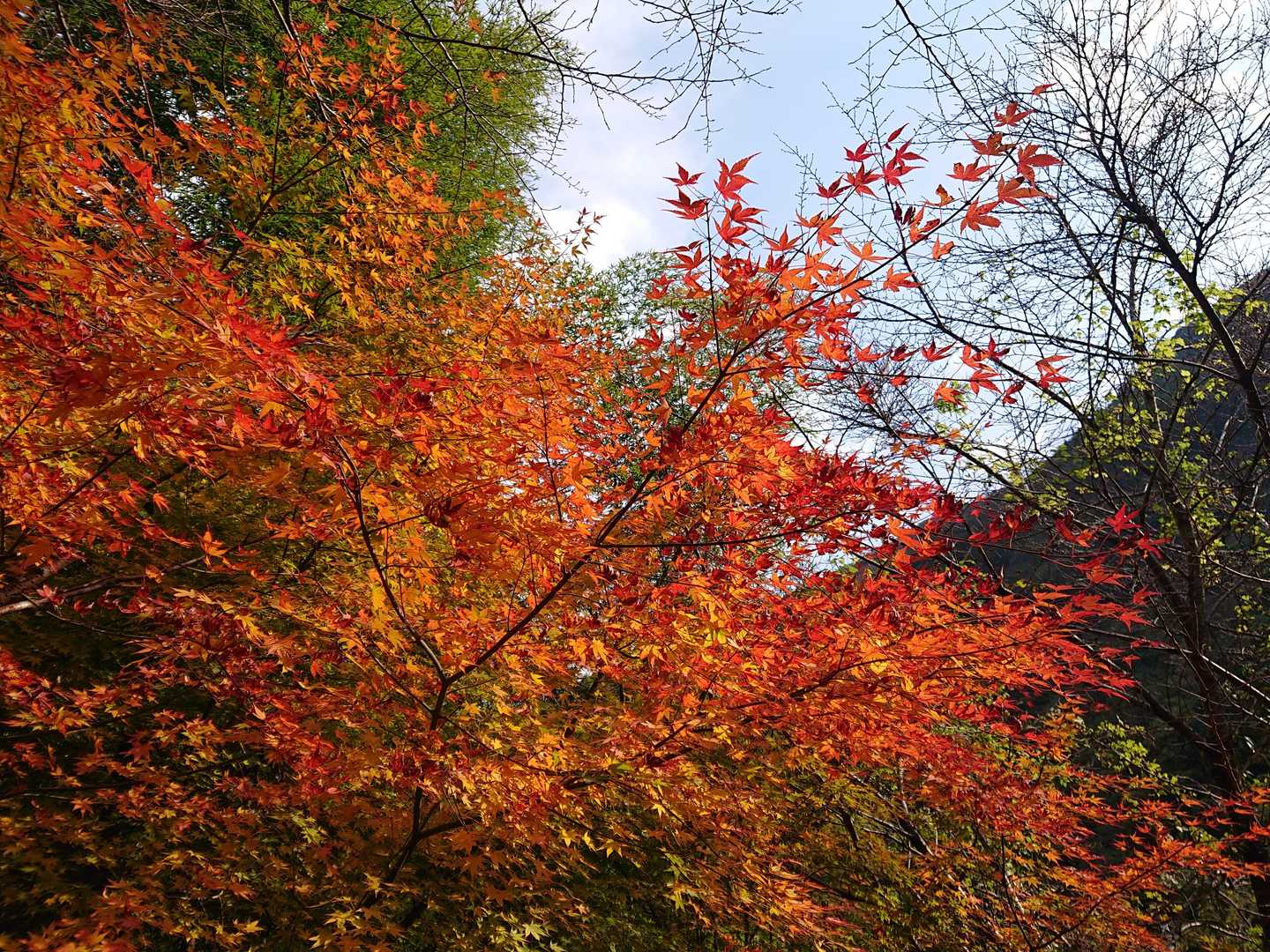 紅葉がきれーい