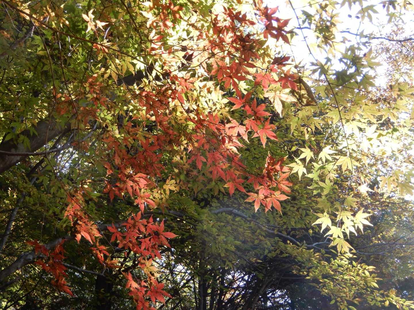 緑から黄色、赤と素敵なカエデ
