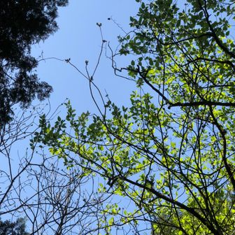 タテヤマリンドウ