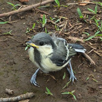 シジュウカラのくちばしの下のラインを「ネクタイ」って呼ぶんだと愛好家の方に教えていただきましたが、確かにネクタイしてるみたいですね。笑

また、こんなに近くで幼鳥を見られるのはかなり珍しいことなんだとか。
鳥のことは全然わからない私ですけど、何となく今日はついてるみたいです！✌