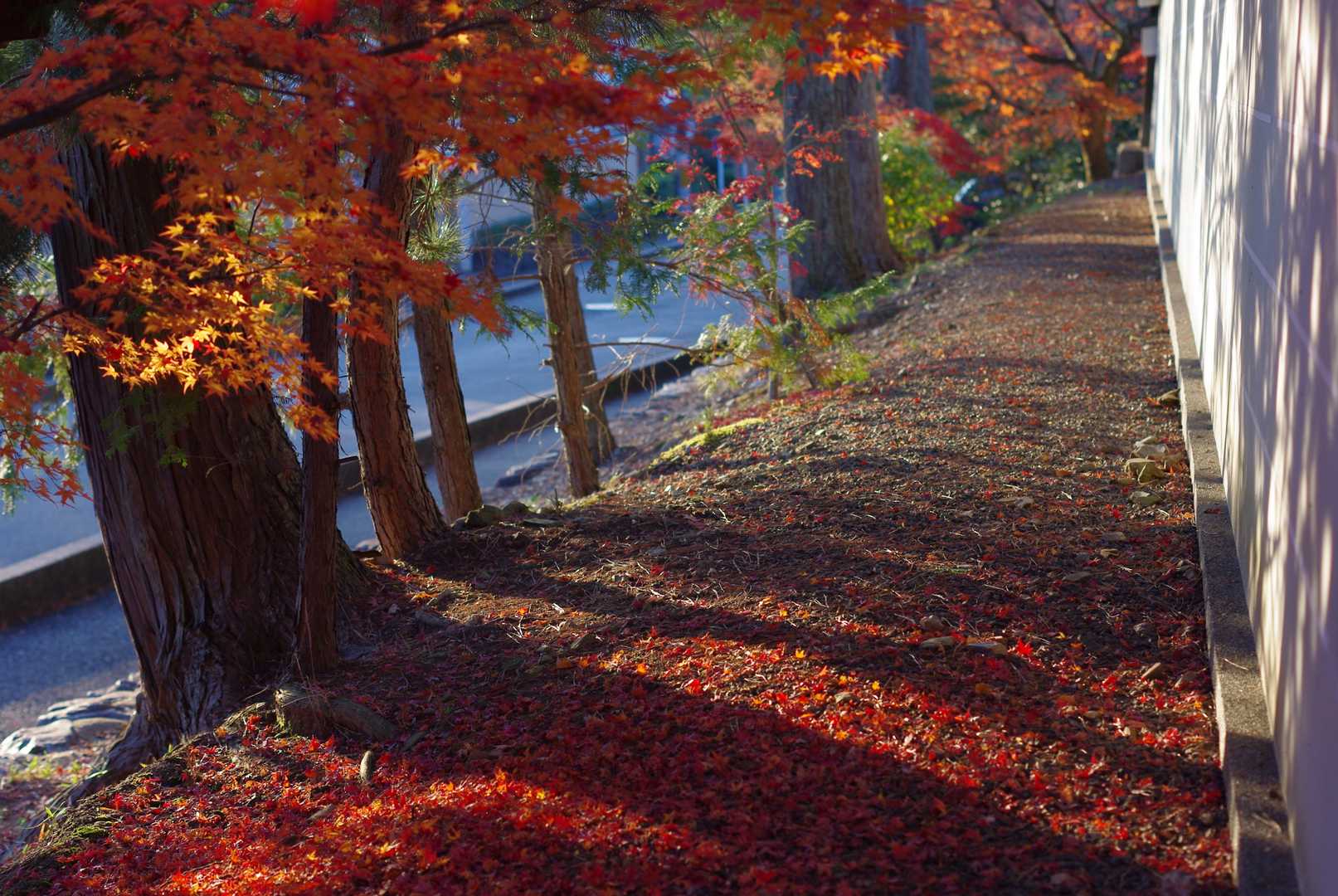 東福寺 六波羅門の紅葉