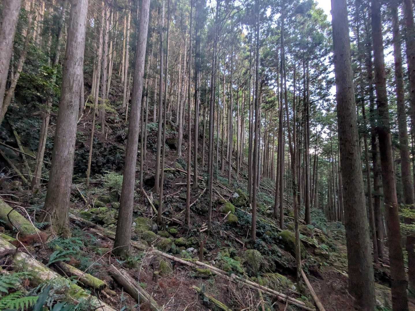 間伐した木が あちこちに放置されてます💦