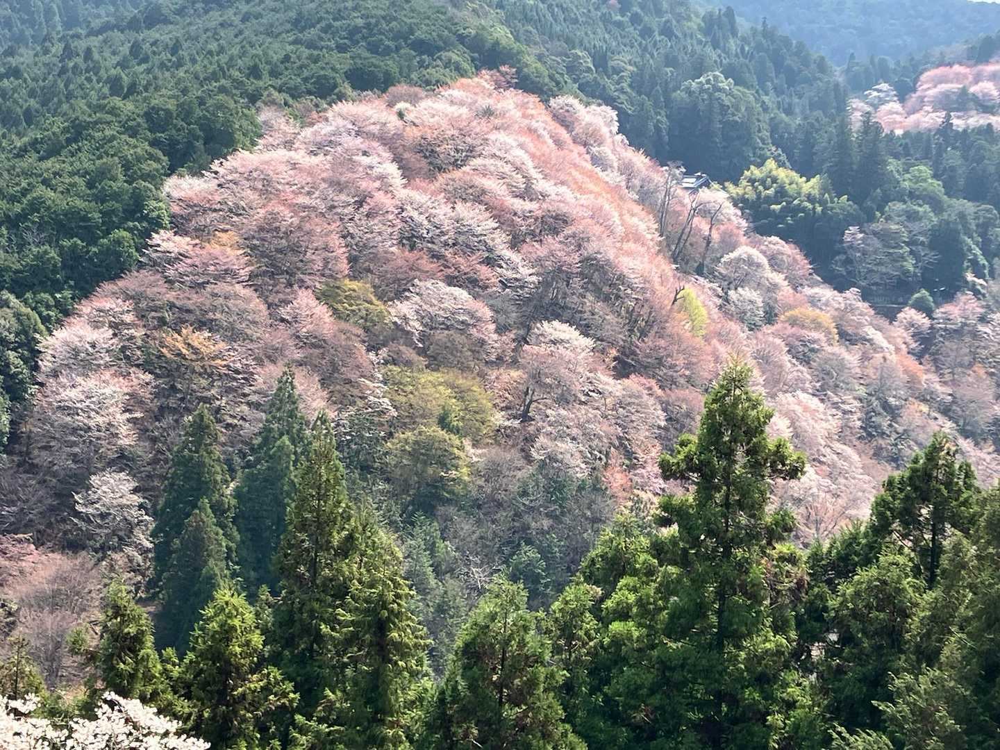 ドーン🌸🌸