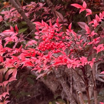 オタフクナンテン❔の紅葉🔴