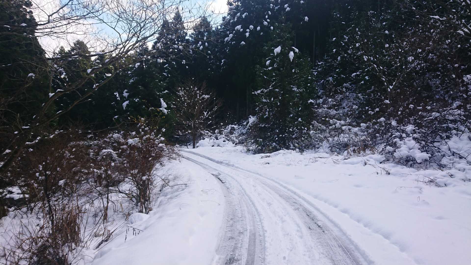 しばらく、林道。