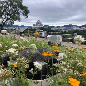 お花と姫路城🏯