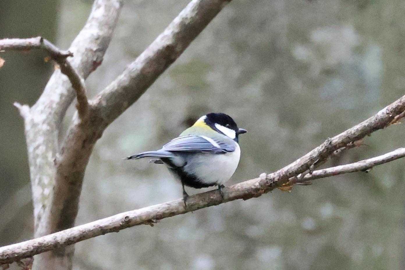 シジュウカラ
今日もありがとうございました！