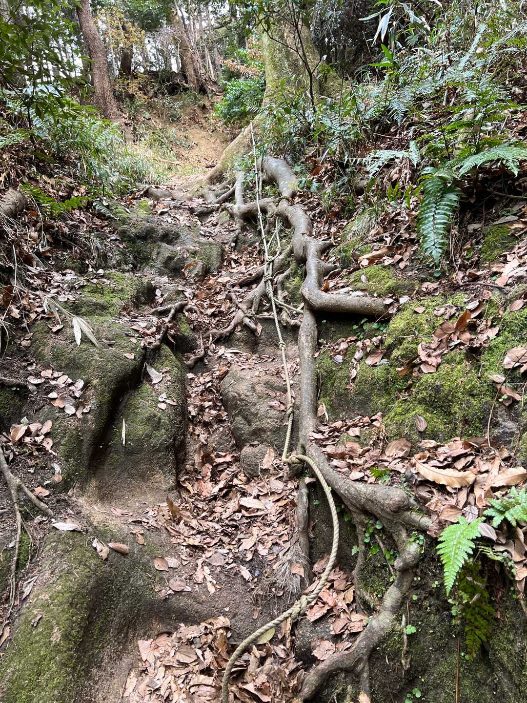 龍王山 往復コースの写真