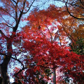 赤いもみじ