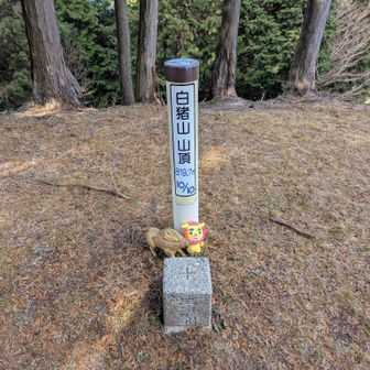 三角点。誰が置いたのか、イノシシの置物が飾られている。