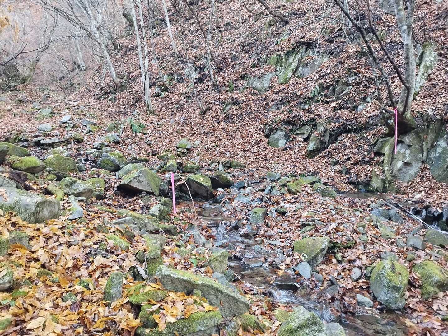 YAMAPの登山道設定とは違うピンテもあります、ちょっと道間違えました。
注意