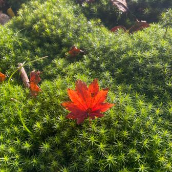 少しだけ秋🍁