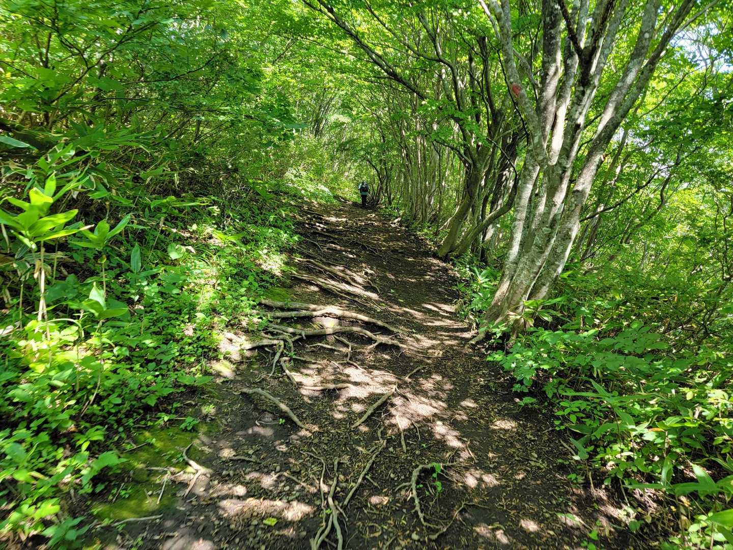 北泉ヶ岳-お分れ峠-泉ヶ岳 縦走コースの写真