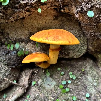 🍄