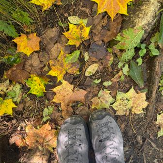 秋やなぁ🍁