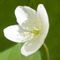 野の花
