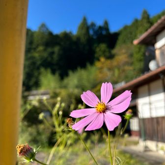 スタート時の気温は12℃
コスモスに秋の訪れを感じつつ。