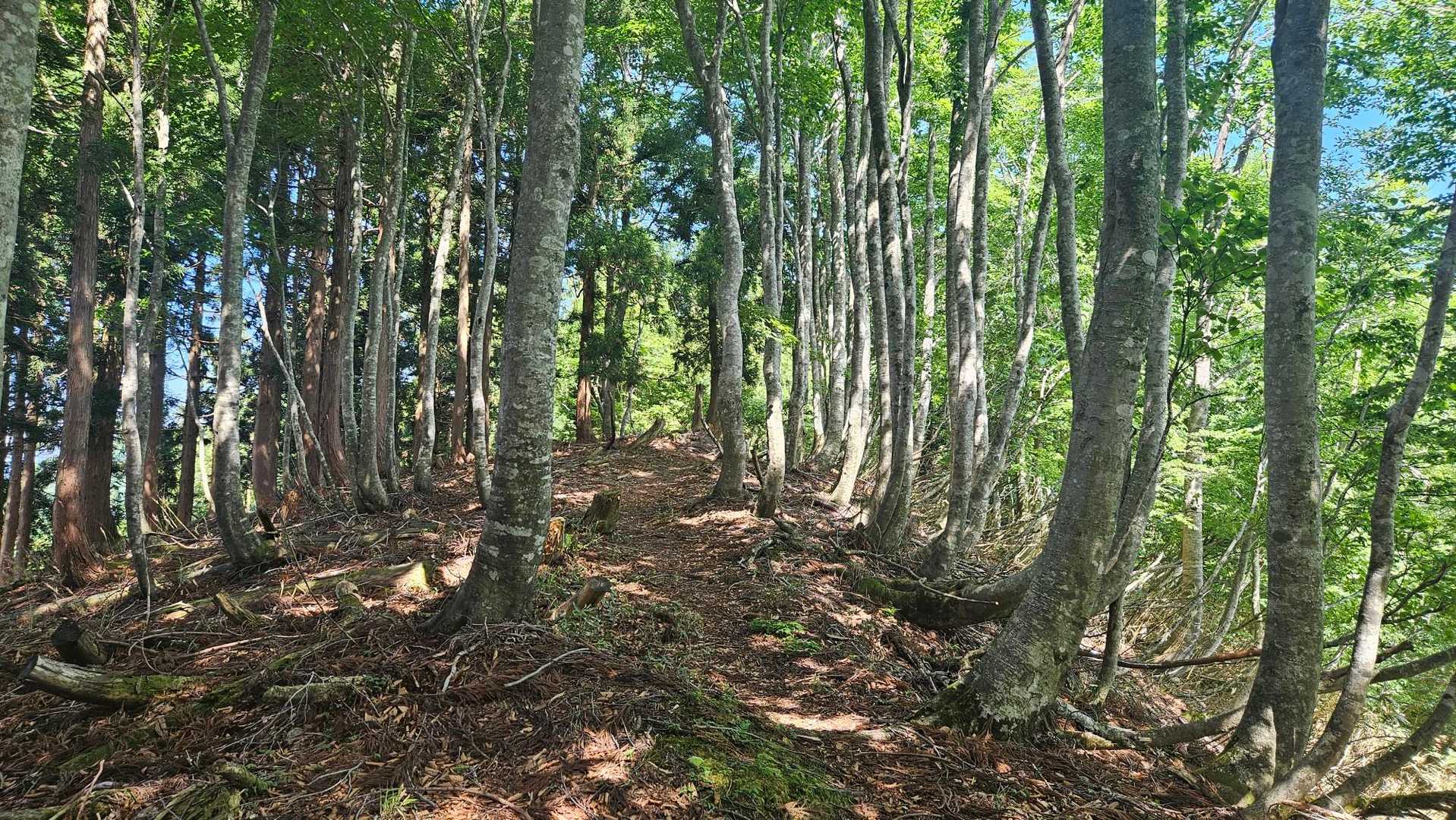 ふるさとの森登山口-扇ノ山 往復コースの写真