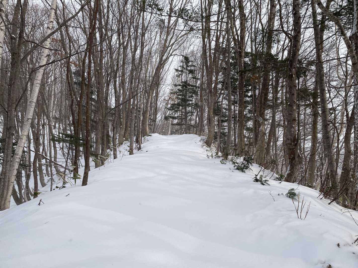 ふかふかの雪を歩きます