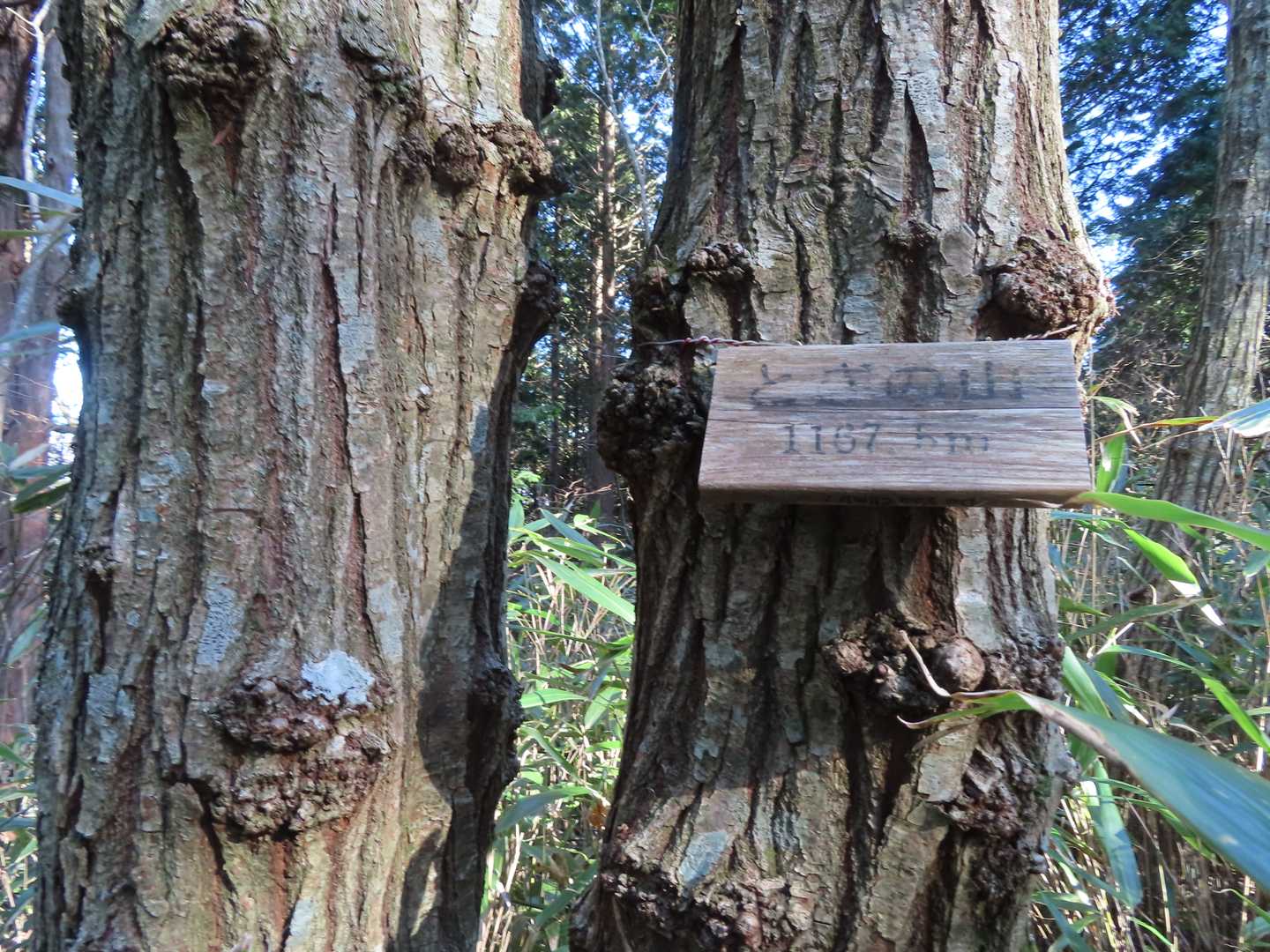 とぎの山山頂1167.5ｍ