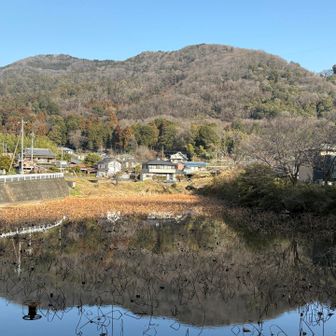 蓮池越しに太平山が…。