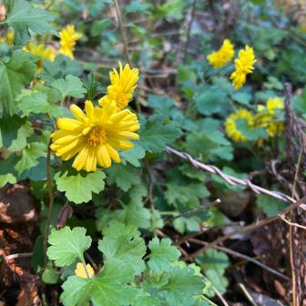 シマカンギク……誰かが、こんなところに植えたんだろうなぁ、迷惑な話しだ