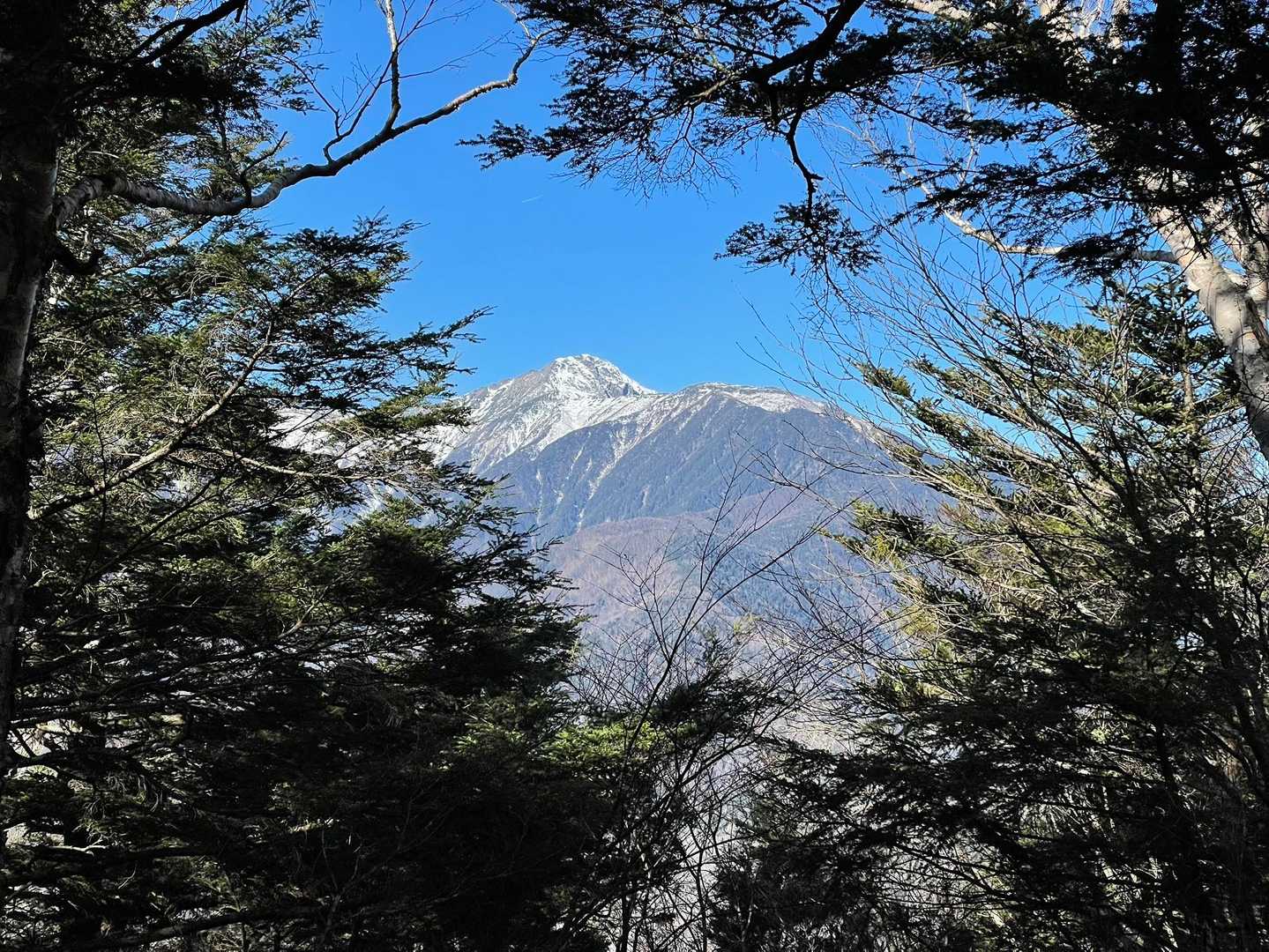 反対側より北岳とボーコン沢ノ頭を👀
冬山ルートとして使われているよう
コメツガ林の隙間から眺められました😃