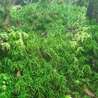 凄い　ミズゴケの聖地発見　オオミズゴケ