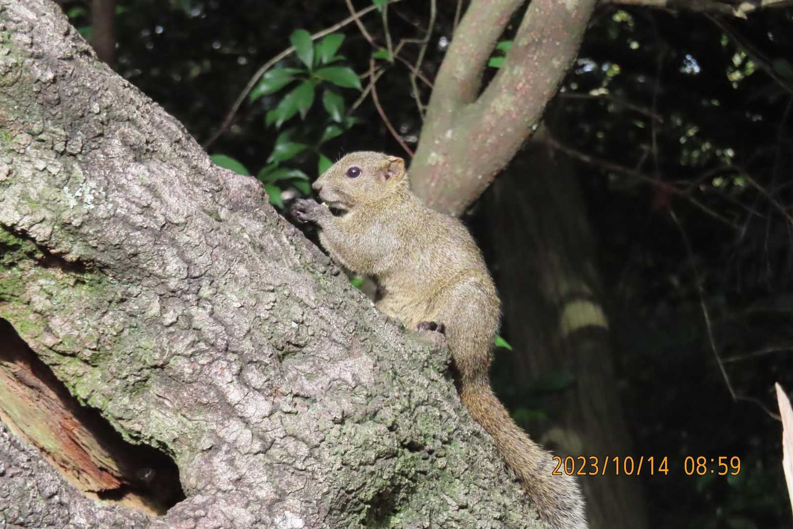 今日は一匹だけお出まし